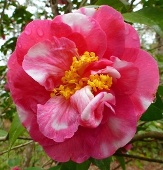 Charlean Variegated Camellia, Camellia japonica 'Charlean Variegated'